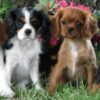 Affectionate and adaptable Cavaliers, great with children, easy to train, and social with other pets.