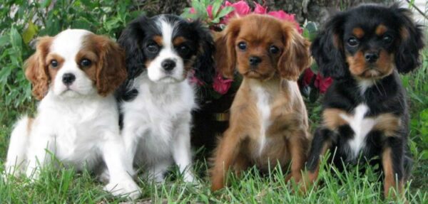 Affectionate and adaptable Cavaliers, great with children, easy to train, and social with other pets.