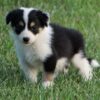 Active and intelligent Border Collie puppy for sale online.