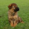 German Shepherd puppy for sale, intelligent, loyal, and protective family companion.