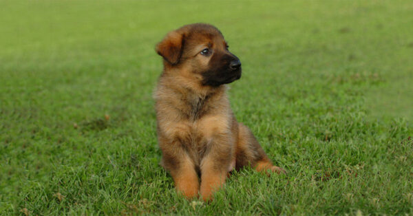 German Shepherd puppy for sale, intelligent, loyal, and protective family companion.