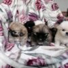 Adorable Pekingese puppy for sale online with health guarantees.