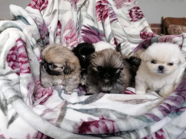 Adorable Pekingese puppy for sale online with health guarantees.