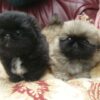 Purebred Pekingese puppy available for online purchase.