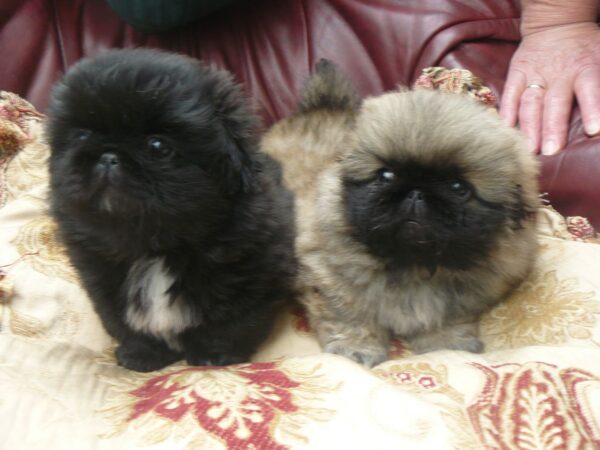 Purebred Pekingese puppy available for online purchase.