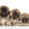 Charming Pekingese puppy for sale online, perfect for families.