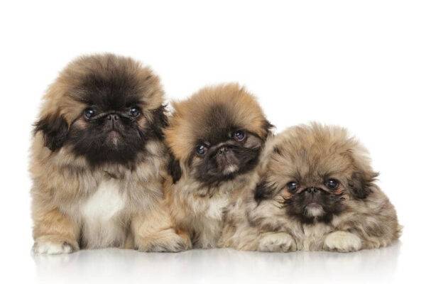 Charming Pekingese puppy for sale online, perfect for families.