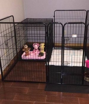 Selling puppies close to home